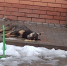В Морозовске массово потравили бездомных собак - Bloknot-Morozovsk.Ru