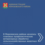 В Морозовском районе начались плановые профилактические ветеринарные обработки сельскохозяйственных животных