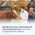 Ветеринарная служба Морозовского района напоминает: начались осенние профилактические мероприятия для всех видов сельскохозяйственных животных!
